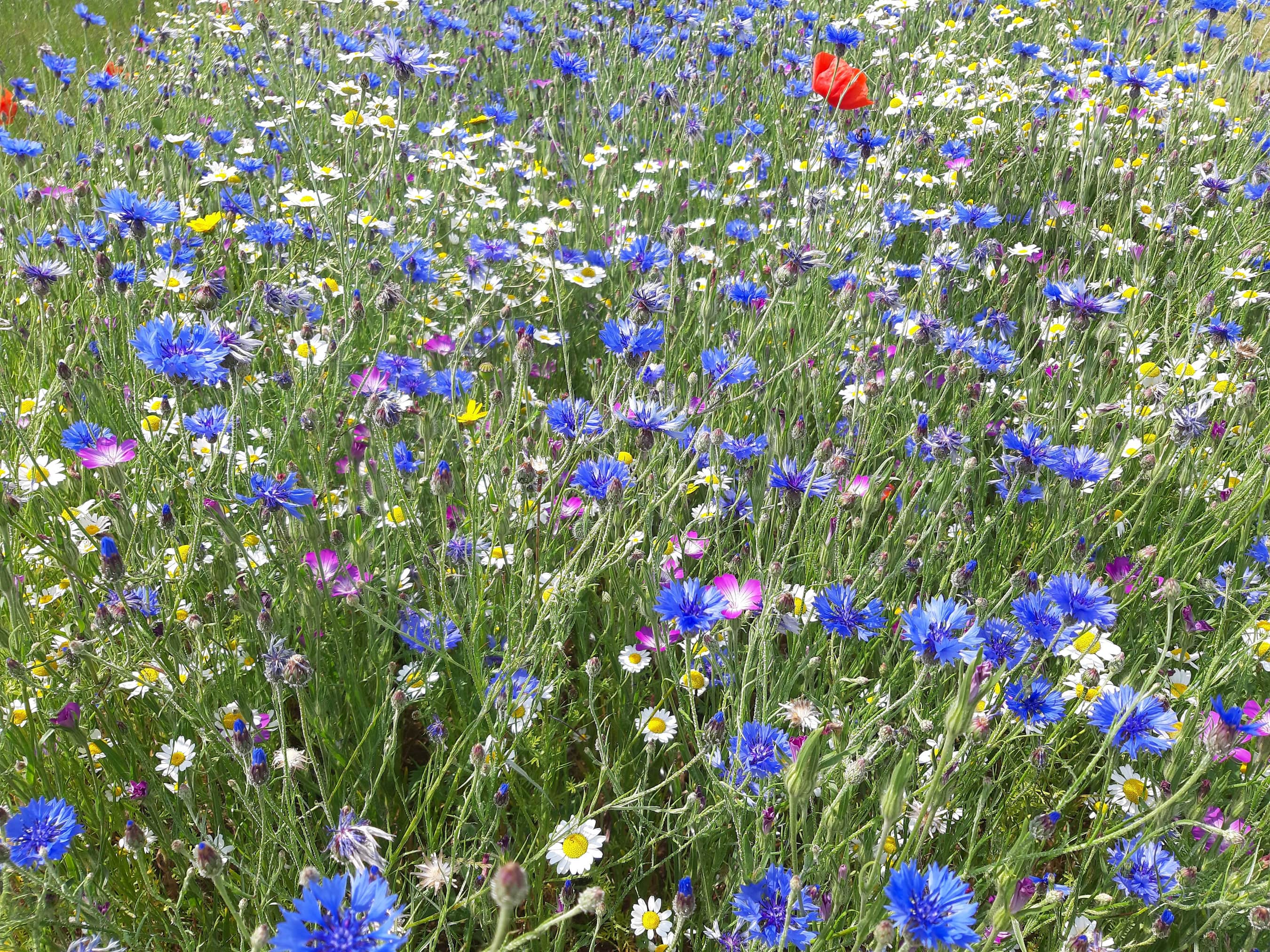 native british wildflower seeds Native British Annual Wildflower Seed Mixture