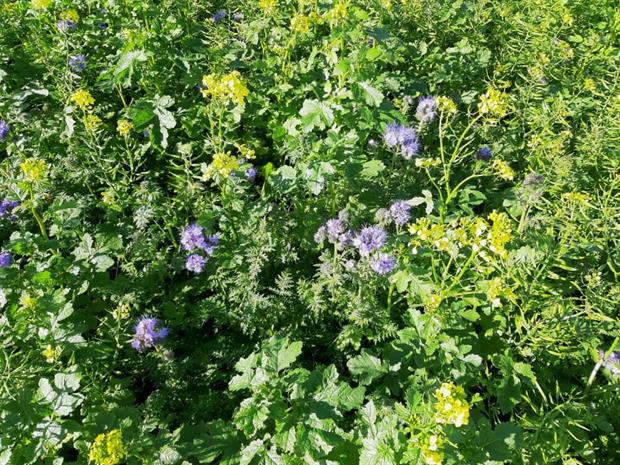 Green Manure Seed Mixture - Crimson Clover, White Mustard & Phacelia - 20 m²