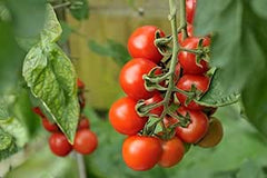 Summer Vegetable Seeds