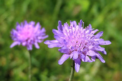 Perennial Wildflower Seeds