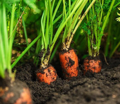 Winter Vegetable Seeds