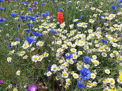 Wildflower Seed Mixtures