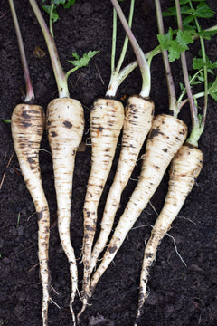 Vegetable Seeds