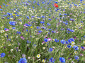 Native British Annual Wildflower Seed Mixture - Grass Free