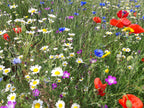 Native British Annual Wildflower Seed Mixture - Grass Free