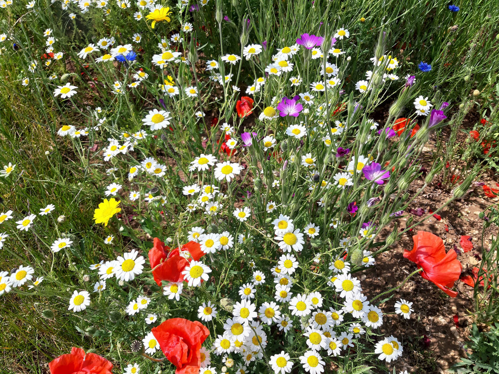 Premium Native British Wildflower Seed Mixture for Mini Meadow Creation | Mix of Annuals & Perennials - Grass Free