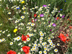 Premium Native British Wildflower Seed Mixture for Mini Meadow Creation | Mix of Annuals & Perennials - Grass Free