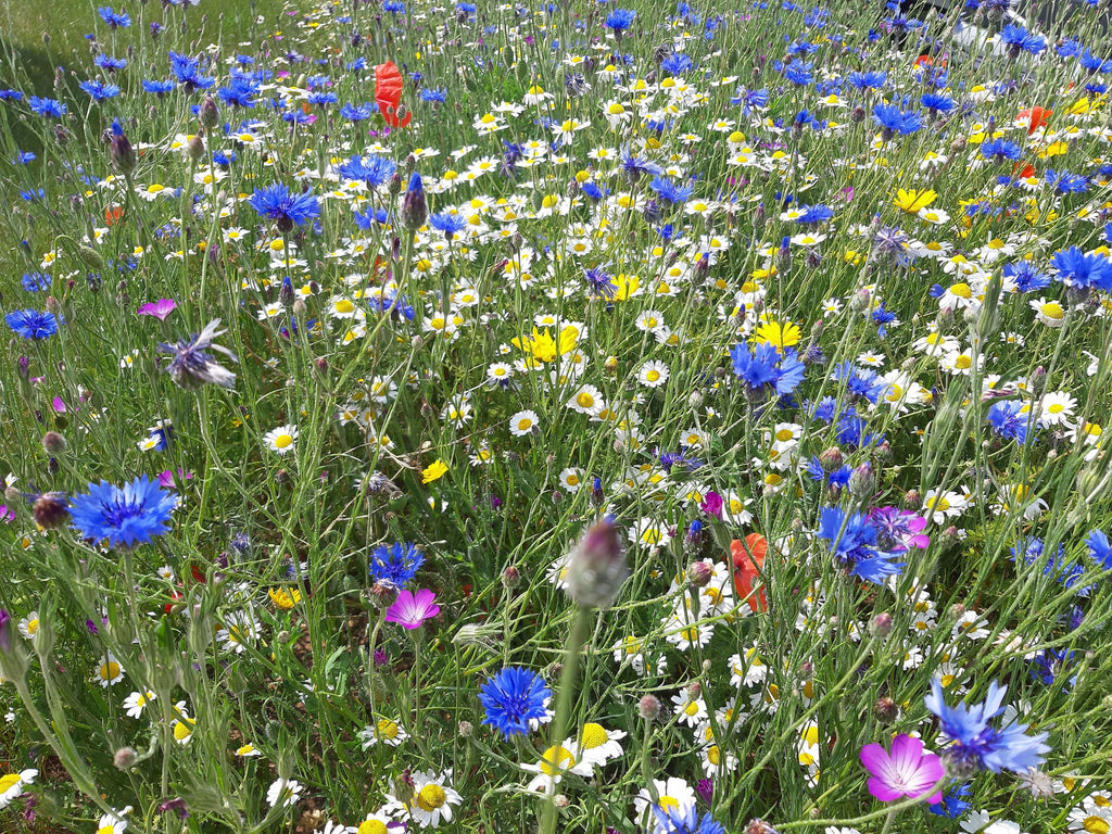 Native British Annual Wildflower Seed Mixture - Grass Free