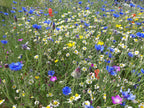 Native British Annual Wildflower Seed Mixture - Grass Free