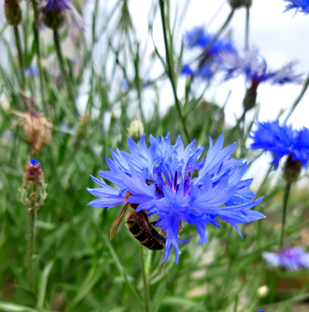 Wild British Cornflower, 5 Grams - 1000 Seeds