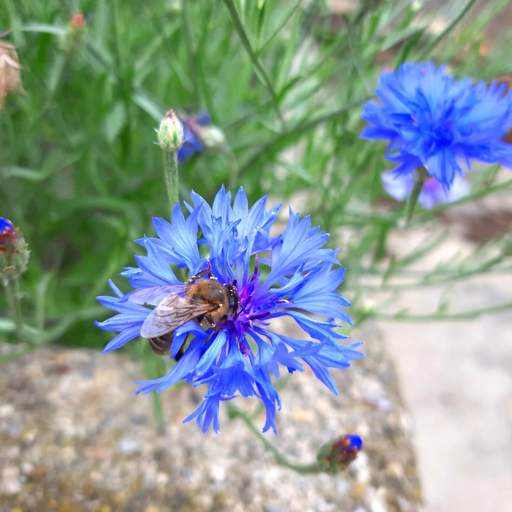 Wild British Cornflower, 5 Grams - 1000 Seeds