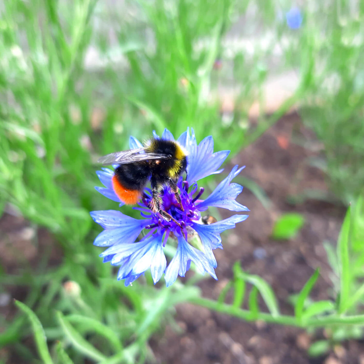 wildflower seed mix uk 100% Native British Wildflower Seed Mix