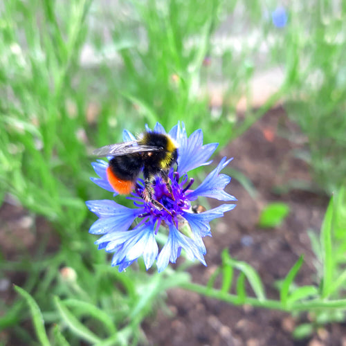 Wild British Cornflower, 5 g - Approx. 1000 Seeds