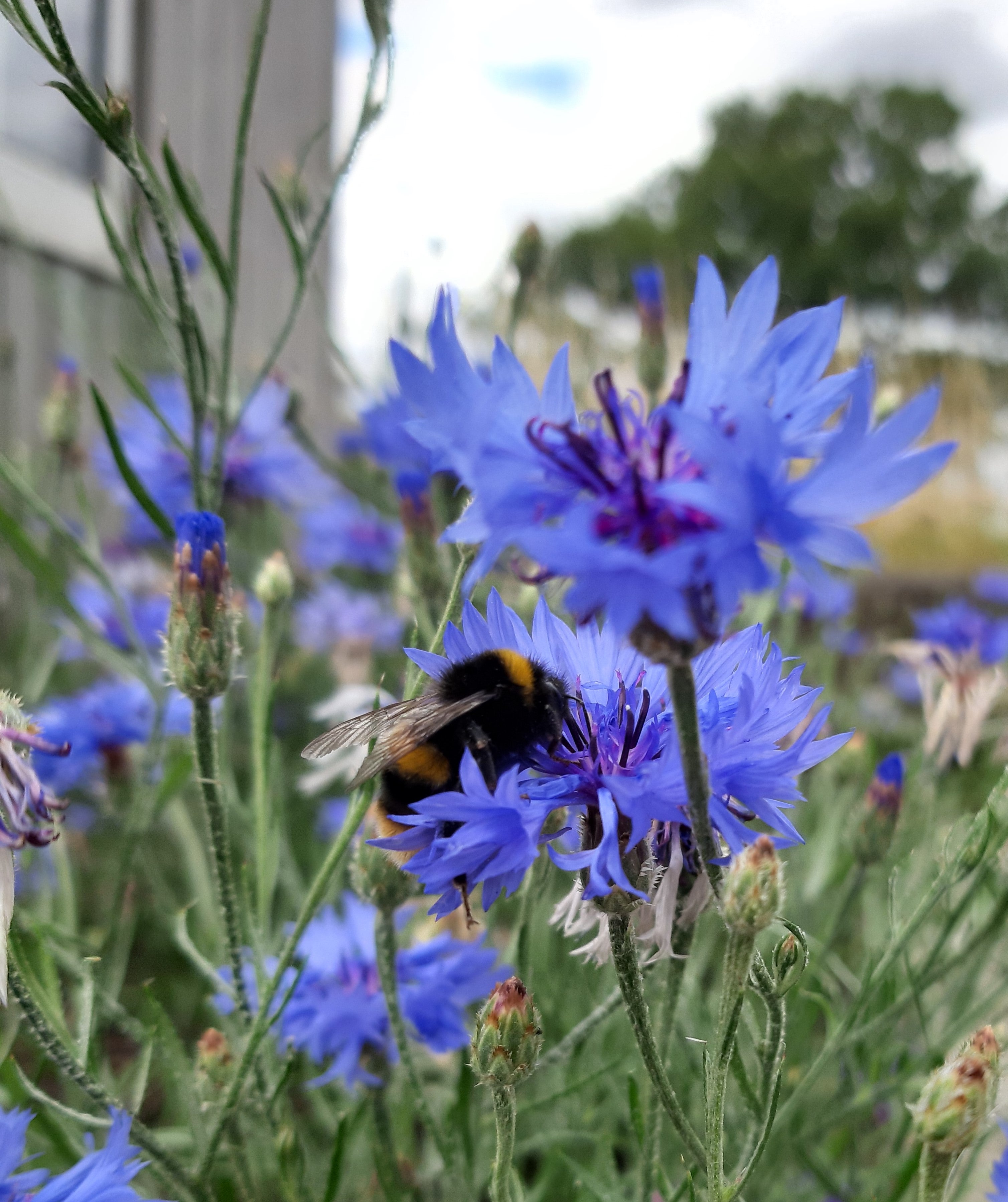Wild British Cornflower, 5 Grams - 1000 Seeds