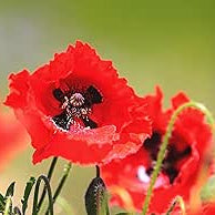 Red poppies with a blurred green background