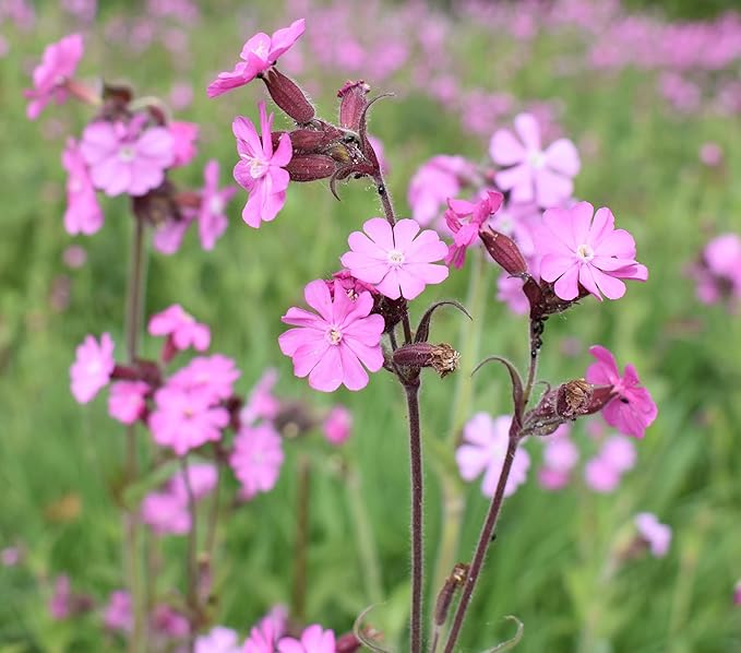 Red Campion, 3 g - Approx. 3000 Seeds