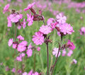 Red Campion, 3 g - Approx. 3000 Seeds