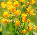 Premium Native British Wildflower Seed Mixture for Mini Meadow Creation | Mix of Annuals & Perennials - Grass Free