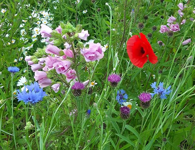 Premium Native British Wildflower Seed Mixture for Mini Meadow Creation | Mix of Annuals & Perennials - Grass Free