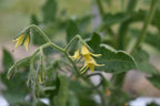 Tomato - Alicante, 40 Seeds