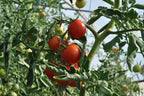 Tomato - Alicante, 40 Seeds