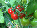 Tomato - Alicante, 40 Seeds