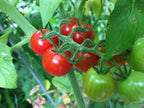 Tomato - Alicante, 40 Seeds
