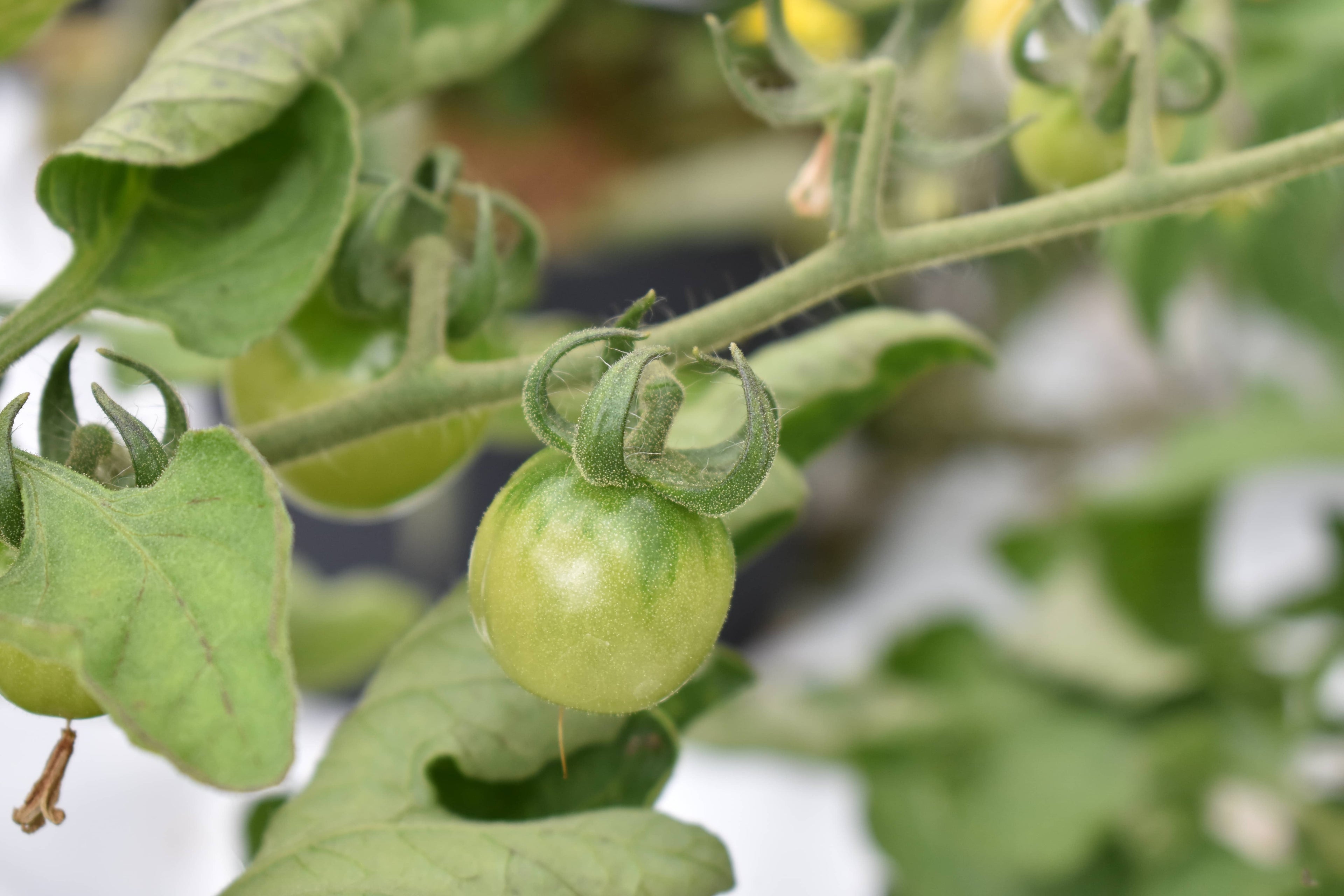 Tomato - Alicante, 40 Seeds