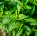 Basil Lemon - Approx. 300 Seeds