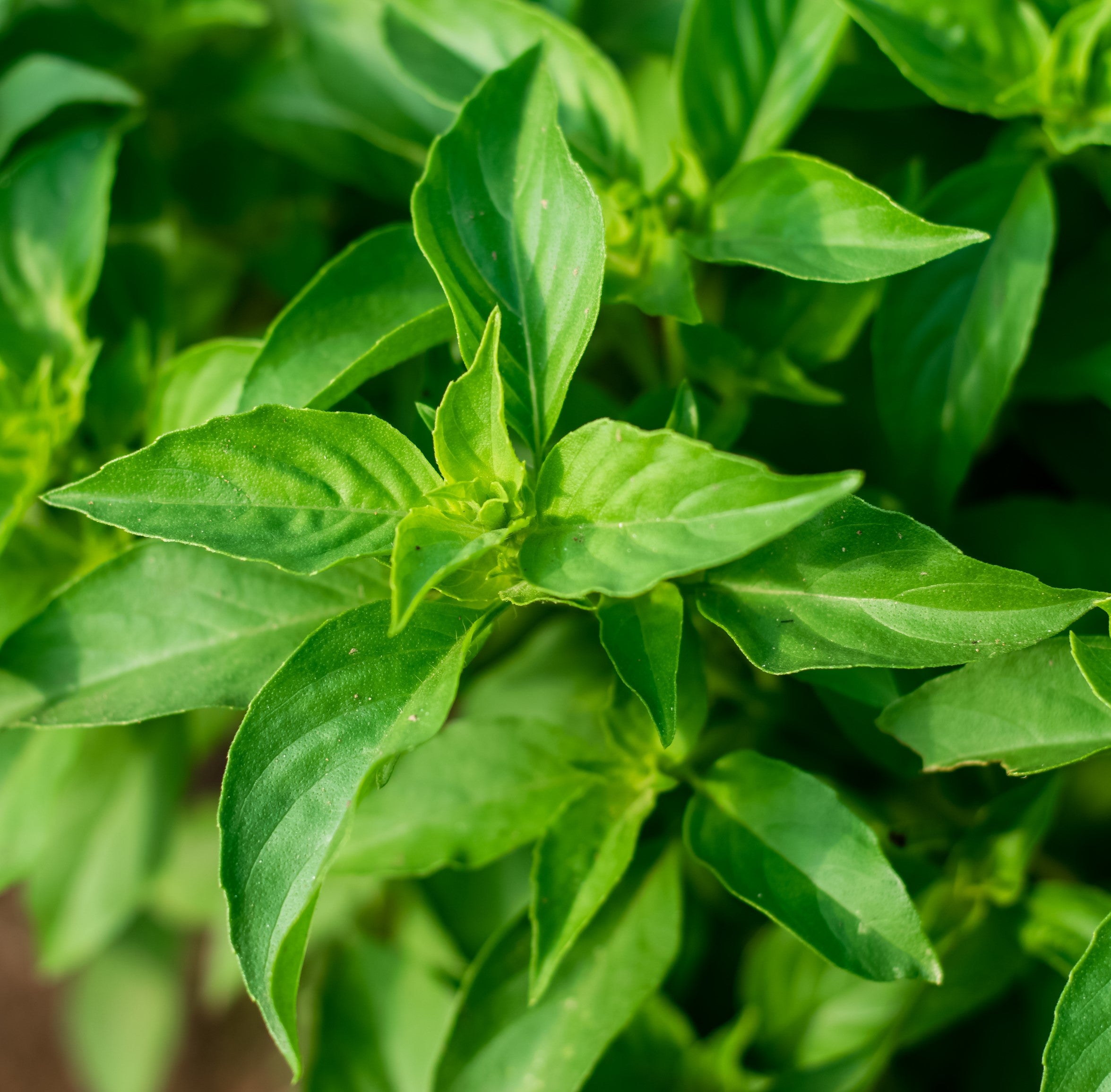 Basil Lemon - Approx. 300 Seeds