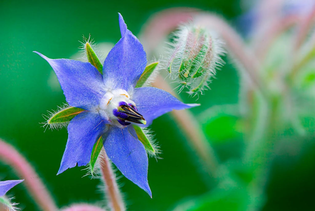 Borage Seed (Borago officinalis)