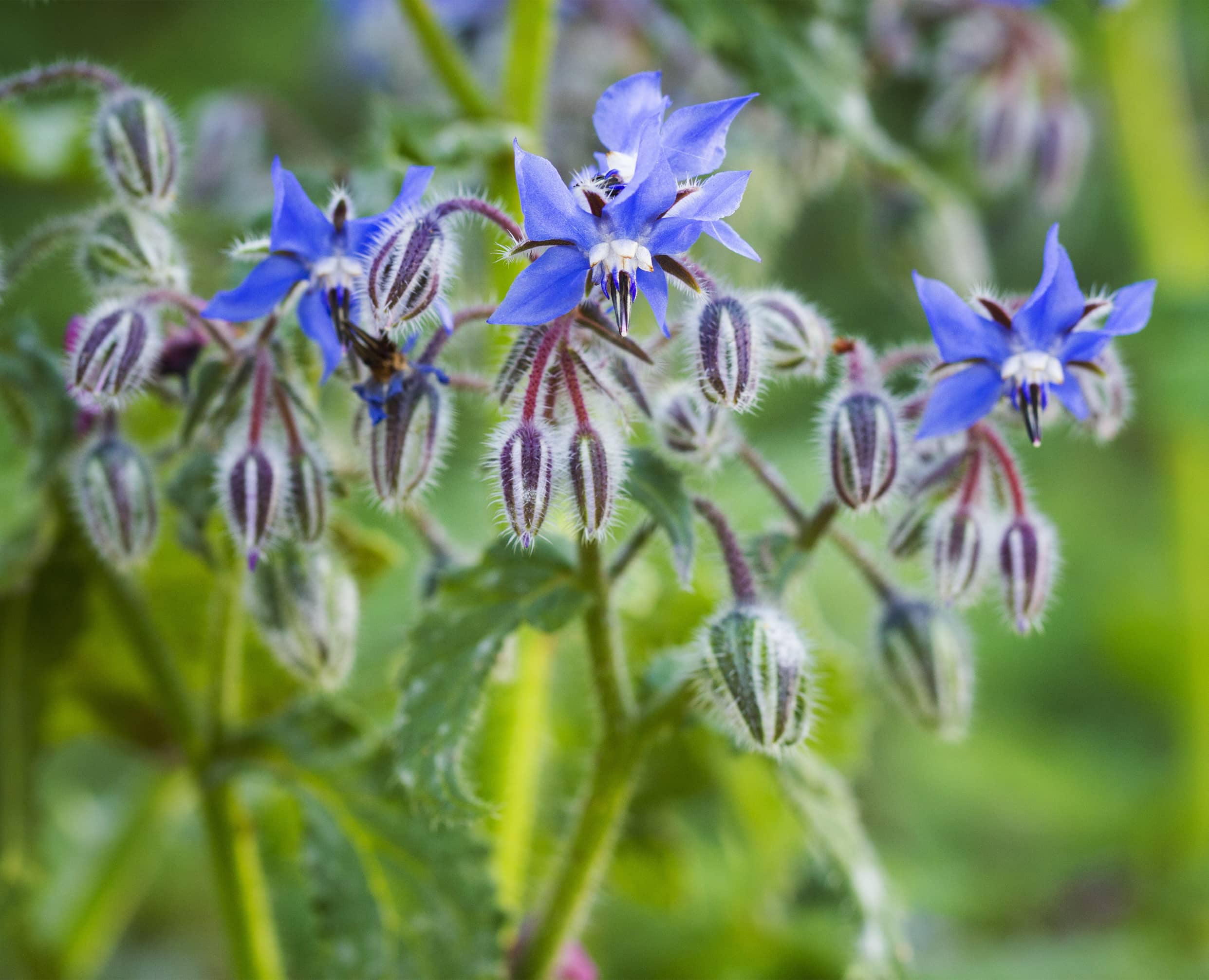 Borage (Borago officinalis)