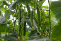 Cucumber - Burpless Tasty Green F1, 25 Seeds