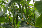 Cucumber - Burpless Tasty Green F1, 25 Seeds