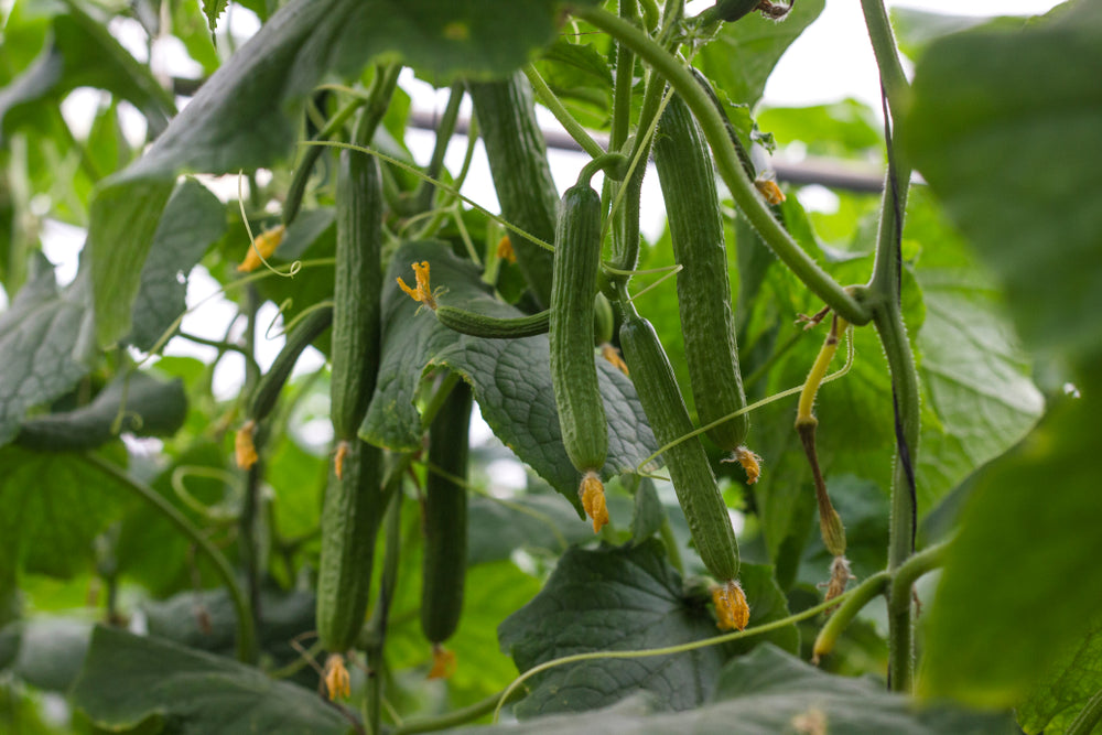 Cucumber - Burpless Tasty Green F1, 25 Seeds
