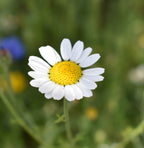 Native British Annual Wildflower Seed Mixture - Grass Free