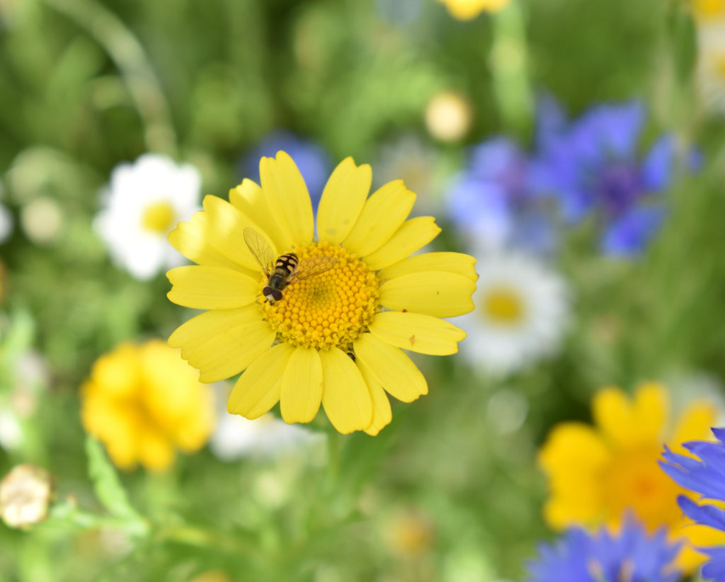 Native British Annual Wildflower Seed Mixture - Grass Free