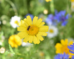 Native British Annual Wildflower Seed Mixture - Grass Free