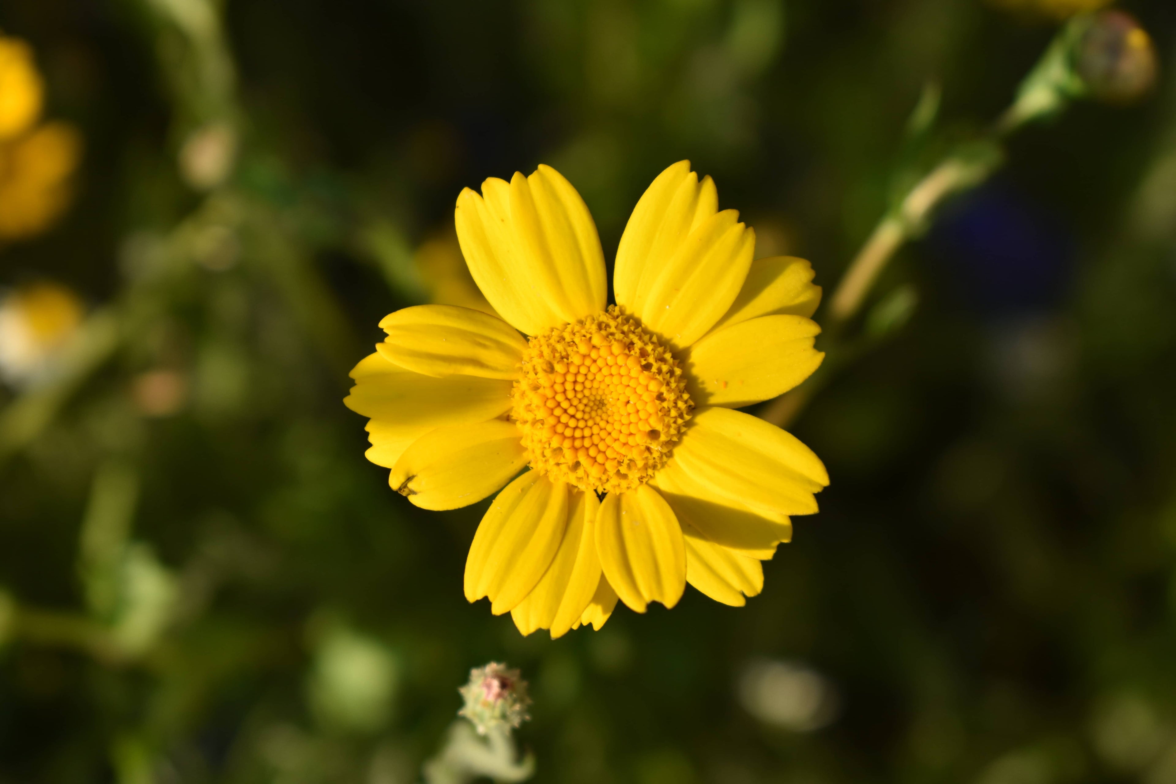 Native British Annual Wildflower Seed Mixture - Grass Free