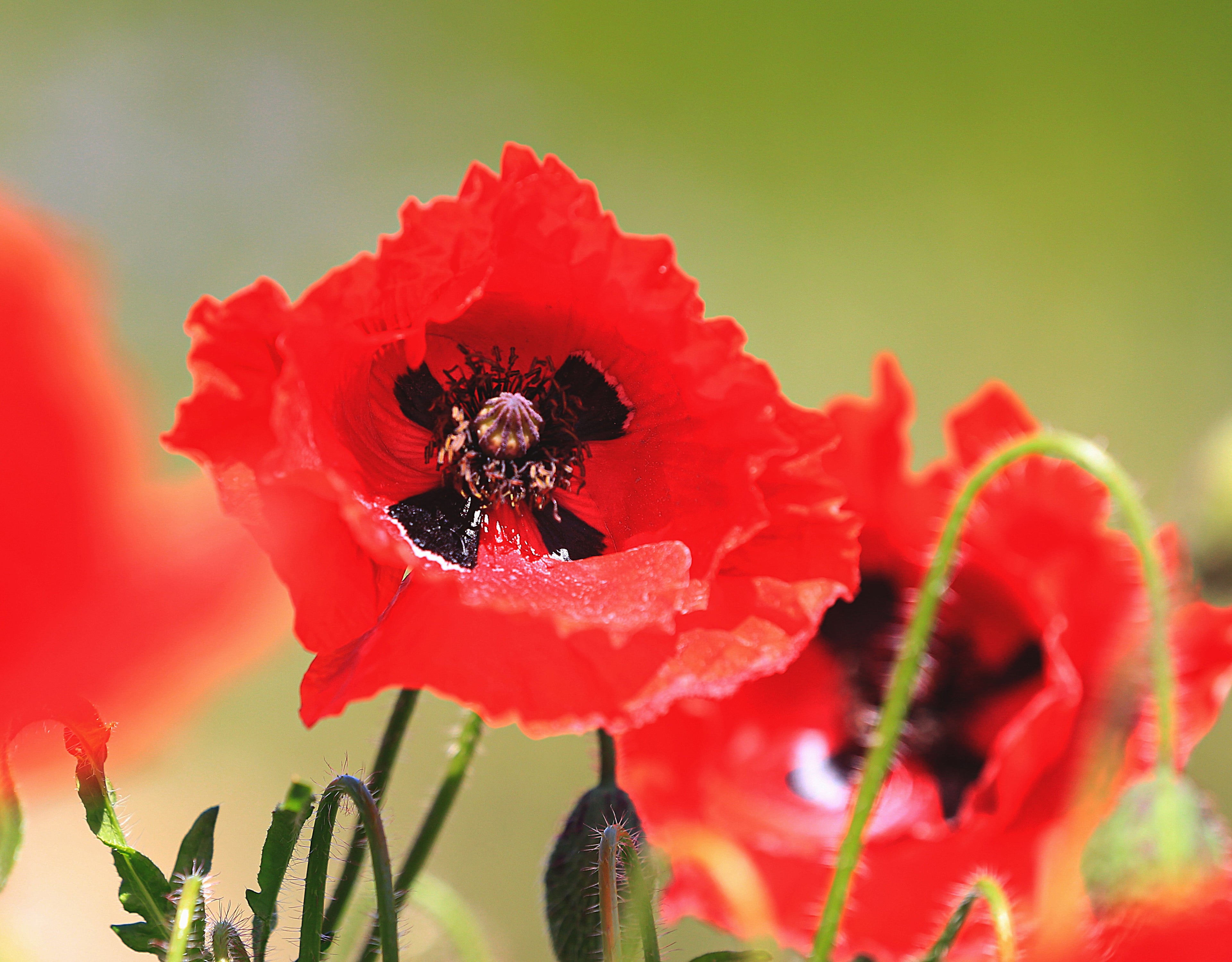 Corn Poppy, 2 Grams - 10000 Seeds