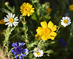 Native British Annual Wildflower Seed Mixture - Grass Free