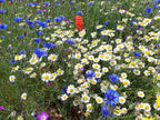 Native British Annual Wildflower Seed Mixture - Grass Free