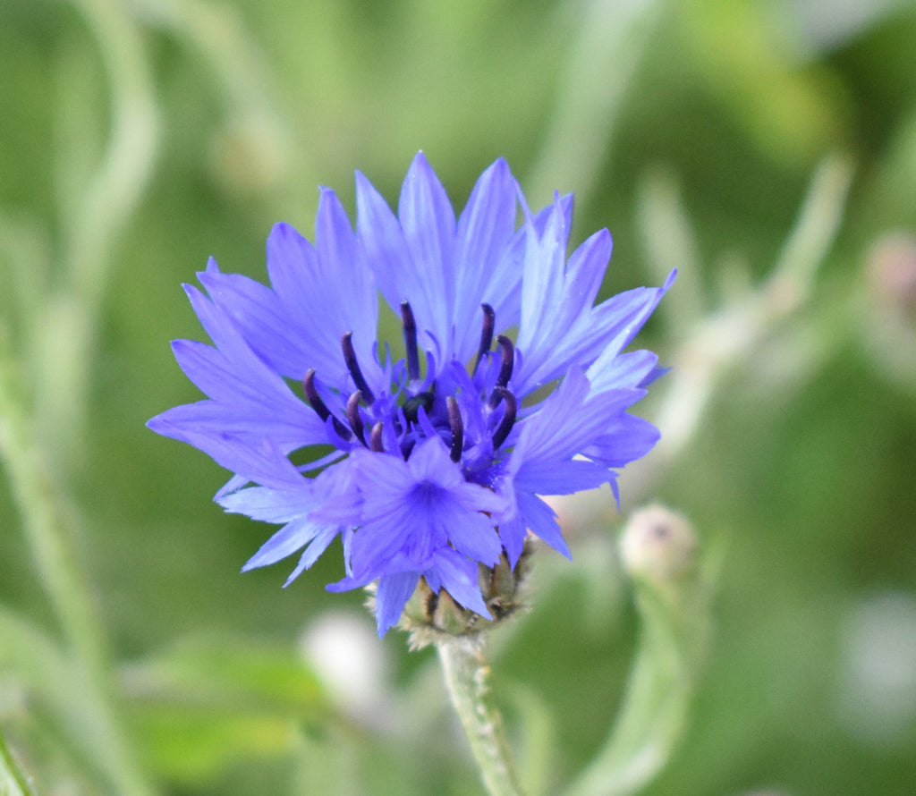 Native British Annual Wildflower Seed Mixture - Grass Free