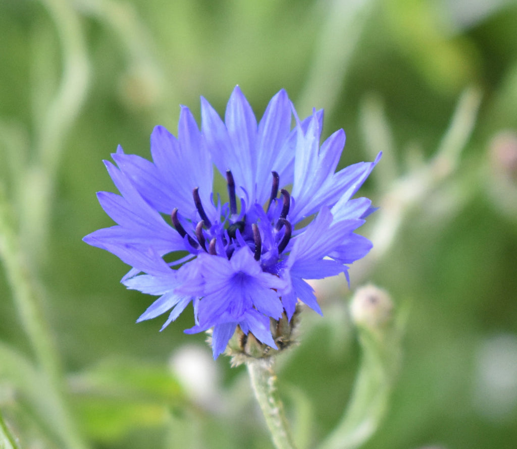 Wild British Cornflower, 5 g - 1000 Seeds - Covers 3 m²