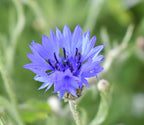 Wild British Cornflower, 5 g - 1000 Seeds - Covers 3 m²
