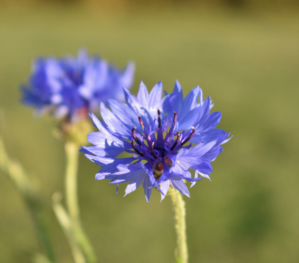 Wild British Cornflower, 5 g - 1000 Seeds - Covers 3 m²
