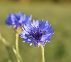 Wild British Cornflower, 5 g - 1000 Seeds - Covers 3 m²