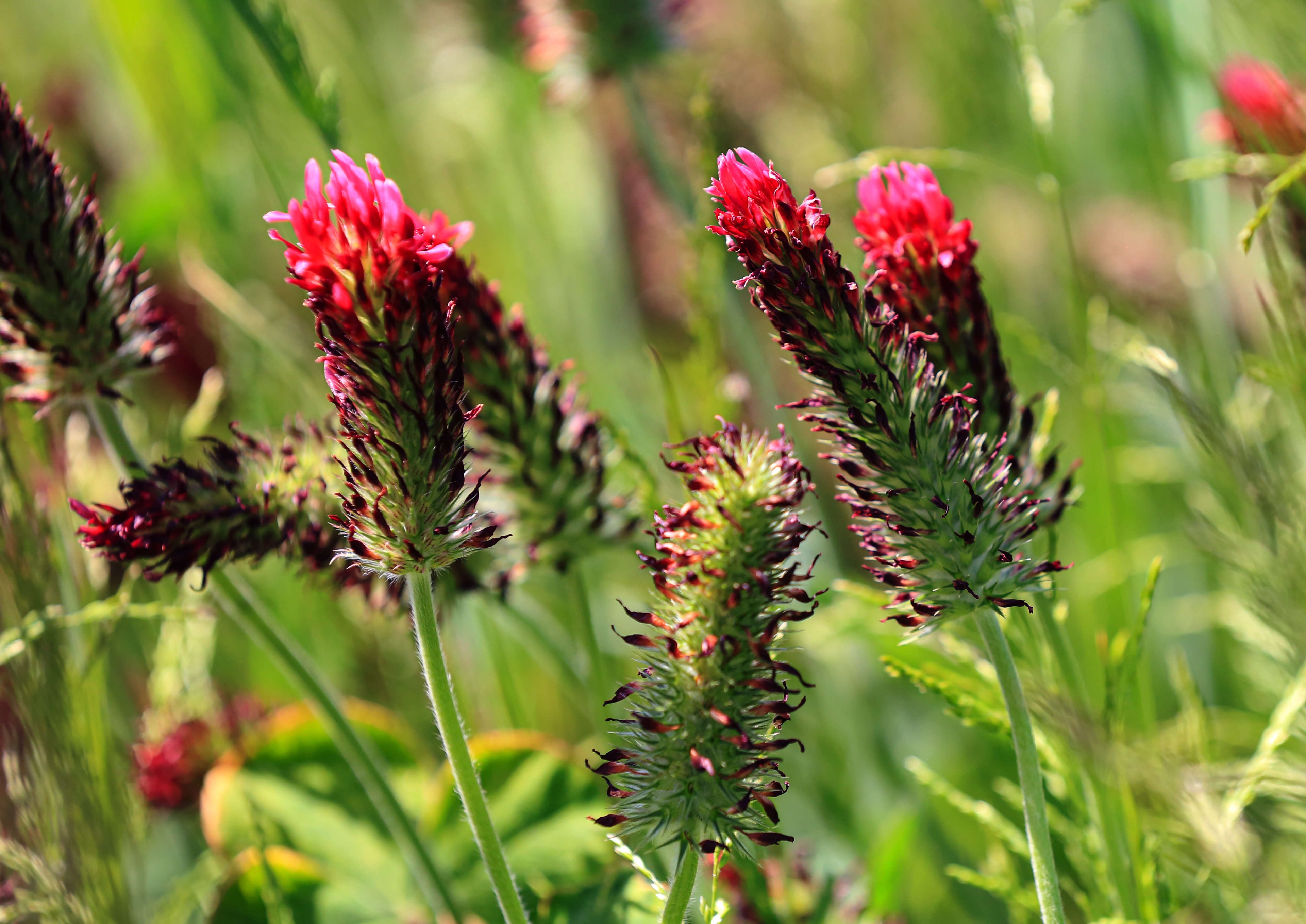 Crimson Clover Seed (Trifolium incarnatum)
