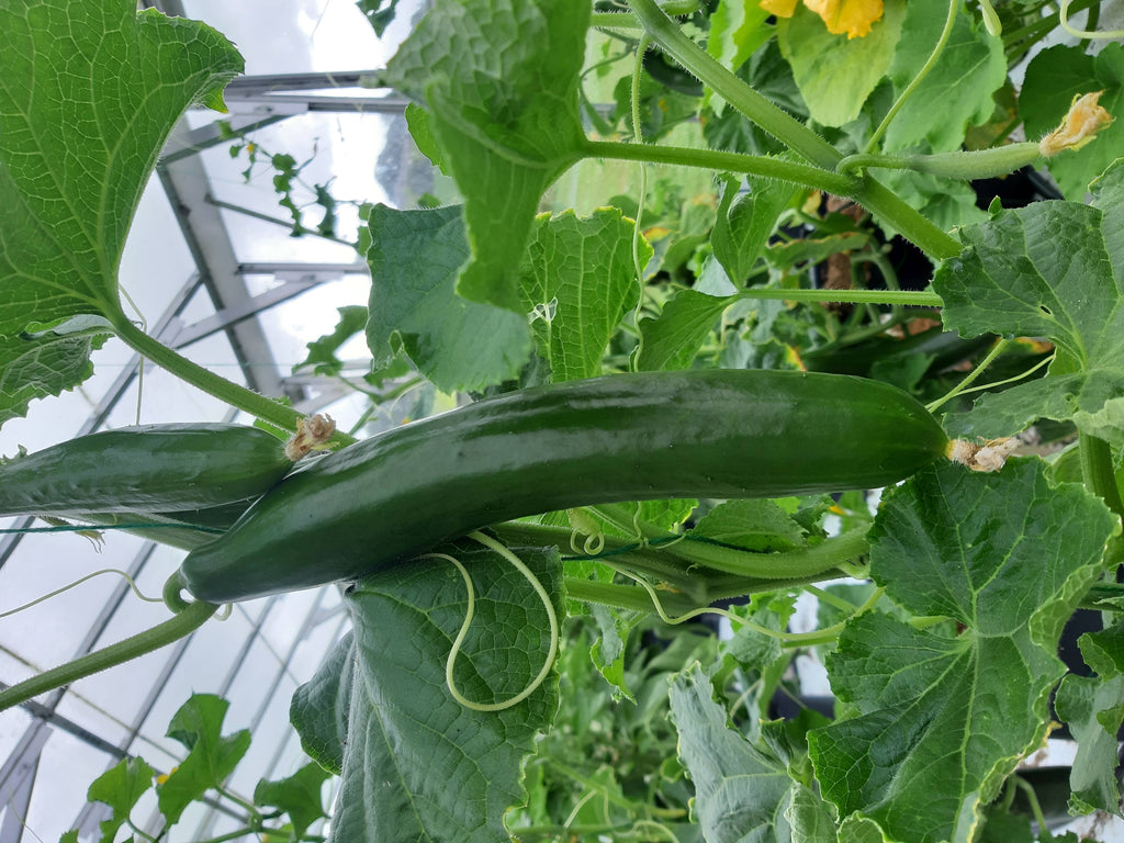 Cucumber - Burpless Tasty Green F1, 25 Seeds