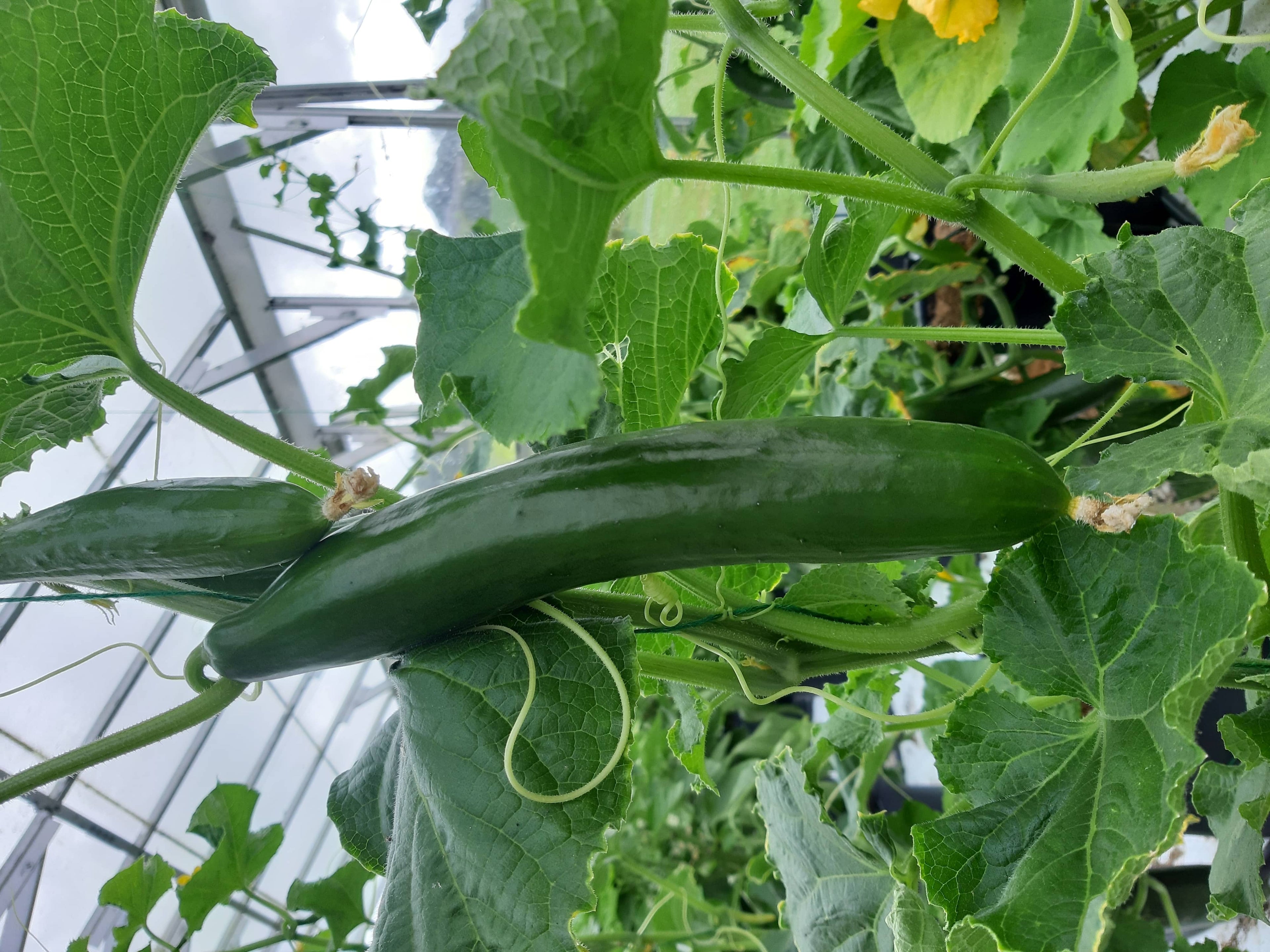 Cucumber - Burpless Tasty Green F1, 25 Seeds